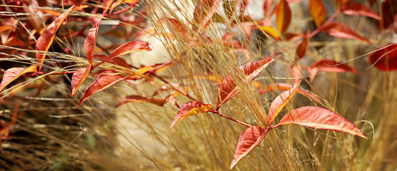 Wall Mural - red and yellow autumn leaves in the garden