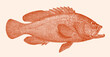Tomato hind cephalopholis sonnerati, tropical coral reef fish in side view