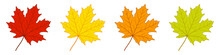 Autumn Maple Leaves Set