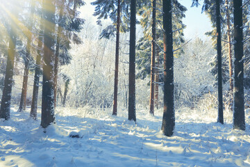 Wall Mural - winter landscape with forest and sun shines through snow covered trees.