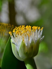 Canvas Print - yellow flower in the garden