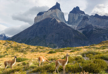 guanaco