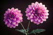 Close up pink dahlia flower with soft focus and copy space. 3D rendering