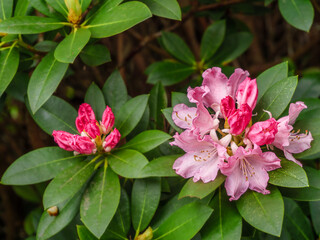 Wall Mural - Pink Rhododendron With Buds