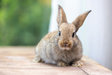 Lovely bunny easter rabbit eating food, vegetables, carrots, baby corn in garden with flowers and colorful easter eggs background. Cute fluffy rabbit in nature life. Symbol animal of easter day.