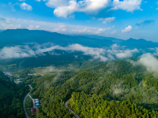 Wall Mural - Aerial shot of winding winding road in green forest