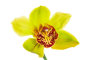 Wall Mural - Cymbidium Orchid isolated on white background