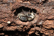 Bald faced hornet queen (Dolichovespula maculata) hibernating through the winter in a small cavity she excavated underneath a log. 