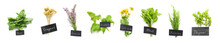 Group Of Healthy Herbs On White Background