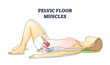 Pelvic floor muscles anatomical location in female body outline diagram. Educational woman with inner muscular coccygeus, ileococcygeus and pubococcygeus vector illustration. Kegel exercises parts.