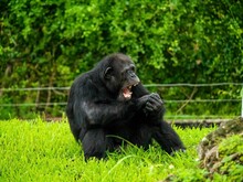 Shallow Focus Shot Of A Chimpanzee With An Open Mouth Sitting On The Grass At The Zoo
