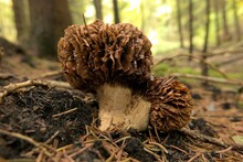 Morel Mushroom Grown From Moss In The Woods