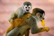 Baby And A Parent Squirrel Monkeys