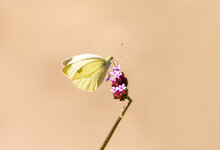 Large Cabbage White On A Purple Flower. White Butterfly Collects Nectar. Insect Close-up. Pieris Brassicae.
