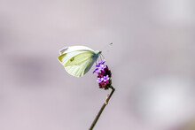 Large Cabbage White On A Purple Flower. White Butterfly Collects Nectar. Insect Close-up. Pieris Brassicae.
