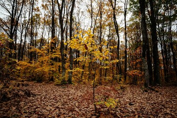 Sticker - Scenic landscape of a dense forest with fallen rusty autum leaves