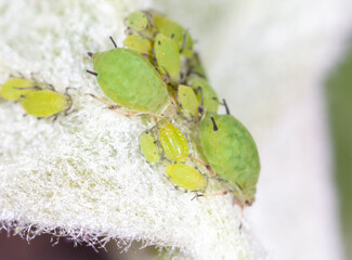Wall Mural - Small green aphids on a tree leaf.