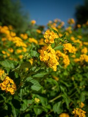 Wall Mural - Closeup of blooming beautiful yellow West Indian Lantana flowers in yard on sunny day