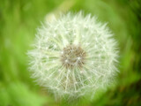 Fototapeta Dmuchawce - Ripe spherical fluffy dandelion bud close-up on a grass background