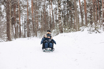 Wall Mural - Two joyful boys sledding and having fun together. Happy children playing in snow in winter forest. Brothers spending time together