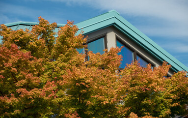 Wall Mural - Rich autumn colors on a maple in front of a cottage in Edmonds