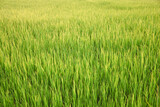 Fototapeta  - rice field at sunset and sky