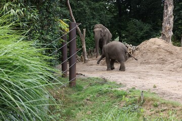 Wall Mural - Pair of adorable elephants walking in zoological garden