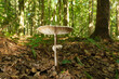 Ein Pilz im Wald - Blick von unten: Deutlich sichtbare Lamellen
