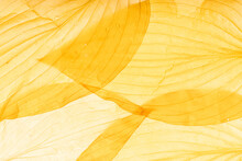 Macro Texture Of Translucent Layered Yellow Leaves