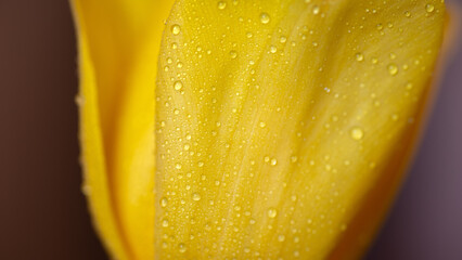 Wall Mural - Water drop on yellow petals tulips, super macro shot with shallow depth of field.