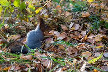 A Brown Squirrel Eats Nuts Among Fallen Autumn Leaves.
