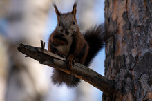 A Brown Squirrel Sits On A Pine Tree Branch.