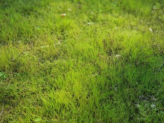 green grass background