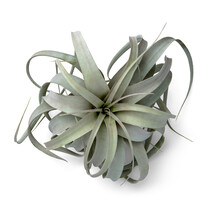 Beautiful Large Grey Green Air Plant / Tillandsia Isolated, Design Element / Digital Styling Prop - Top View, Flat Lay 
