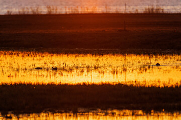 Wall Mural - Duck swimming in a wetland at sunset