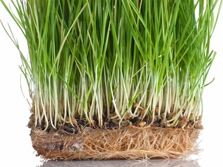 Poster - Wheat sprouts close-up,  isolated on white 