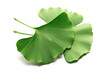 © dule964 - Ginkgo biloba green leaves isolated on white