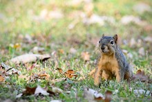 Closeup Of A Fox Squirrel, Sciurus Niger On The Lawn In The Park.