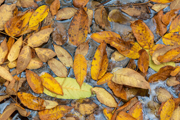 Wall Mural - Yellow and brown leaves background.