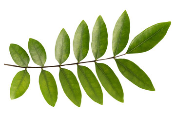 eurycoma longifolia jack branch green leaves on tranparent background.