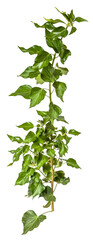 green leaves of a ivy / hedera branch isolated on transparent background - png - image compositing f