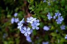 Plumbago Auriculata. Cape Leadwort. Cape Leadwort In The Garden. Blue Plumbago And Blurred Background. Plumbago Auriculata In The Park