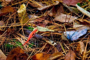 Wall Mural - a very colorful autumn in upstate ny this year. an orange newt or maybe a salamander climbing over a