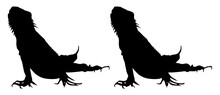Silhouette Of Iguana Reptiles (a Genus Of Herbivorous Lizards That Are Native To Tropical Areas Of Mexico, Central America, South America, And The Caribbean). Format PNG