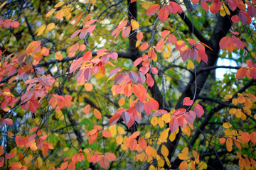 Canvas Print - Colorful autumn leaves on nature background