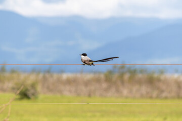 Wall Mural - Fork-tailed flycatcher perched on a fence wire.	