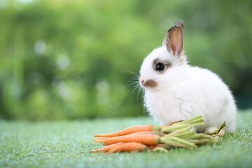 Wall Mural - Cute little rabbit on green grass with natural bokeh as background during spring. Young adorable bunny playing in garden. Lovrely pet at park