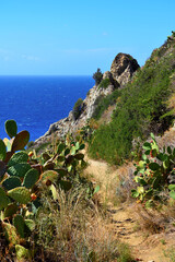 Wall Mural - succulents in capo vaticano Calabria Italy