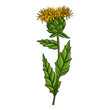 vector drawing flower of safflower, Carthamus tinctorius, herb of traditional chinese medicine, hand drawn illustration