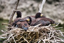 Close-up View Of The Great Cormorants Resting In A Nest Made Of Branches